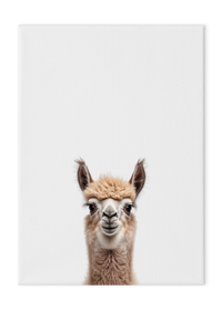 Wildlings Llama Portrait