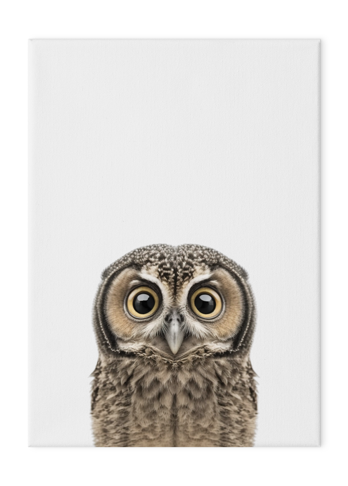 Wildlings Owl Portrait