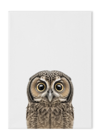 Wildlings Owl Portrait
